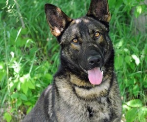 Father of the German Shepherd Dog puppies born on 06/30/2026