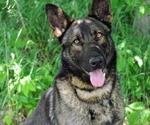 Small Photo #1 German Shepherd Dog Puppy For Sale in LITCHFIELD, MI, USA