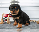Small Photo #6 Rottweiler Puppy For Sale in BRYANT, IN, USA