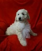 Small Photo #4 Goldendoodle-Poodle (Miniature) Mix Puppy For Sale in FREDERICKSBG, OH, USA