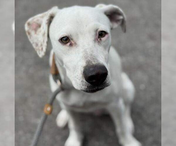 Medium Photo #2 Pointer-Unknown Mix Puppy For Sale in San Diego, CA, USA