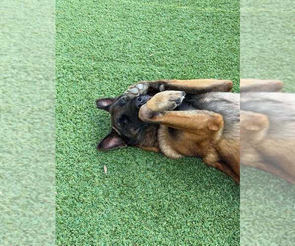 Medium Photo #5 Mutt Puppy For Sale in Imlay City, MI, USA