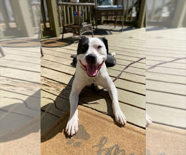 Medium Photo #2 American Pit Bull Terrier-Unknown Mix Puppy For Sale in Raleigh, NC, USA
