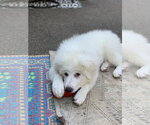 Small #1 Great Pyrenees