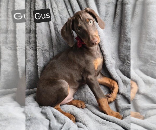 Medium Photo #2 Doberman Pinscher Puppy For Sale in POMEROY, OH, USA