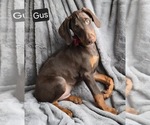 Small #1 Doberman Pinscher