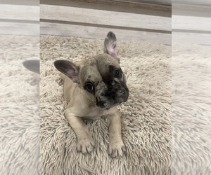 French Bulldog Puppy for Sale in TULLAHOMA, Tennessee USA