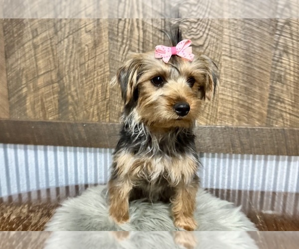 Medium Photo #7 Yorkshire Terrier Puppy For Sale in NAPPANEE, IN, USA