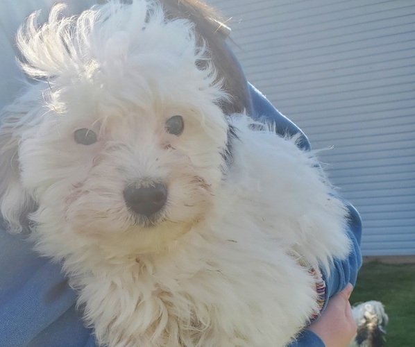 Medium Photo #10 Bernedoodle (Miniature) Puppy For Sale in LEETONIA, OH, USA