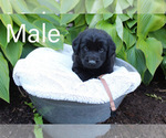 Puppy 5 Labrenees