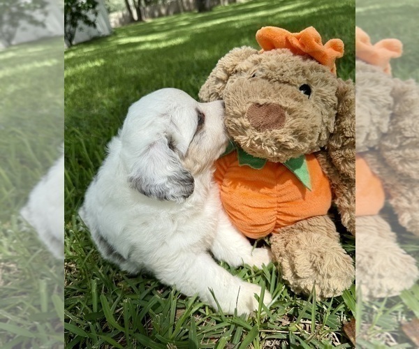 Medium Photo #13 Miniature Australian Shepherd Puppy For Sale in ANTHONY, FL, USA