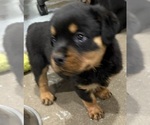 Small #5 Rottweiler
