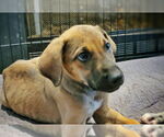 Small #1 German Shepherd Dog-Great Dane Mix
