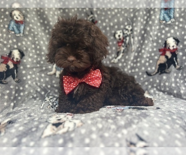 Medium Photo #6 ShihPoo Puppy For Sale in LAKELAND, FL, USA