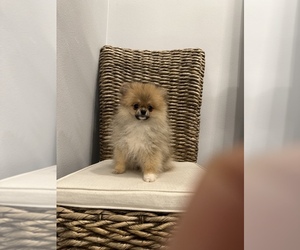 Pomeranian Puppy for sale in EASTVALE, CA, USA