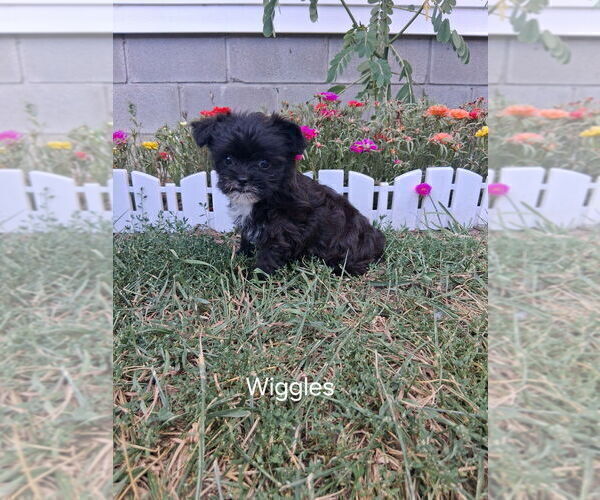 Medium Photo #1 Shorkie Tzu Puppy For Sale in MOUNT PLEASANT, MI, USA