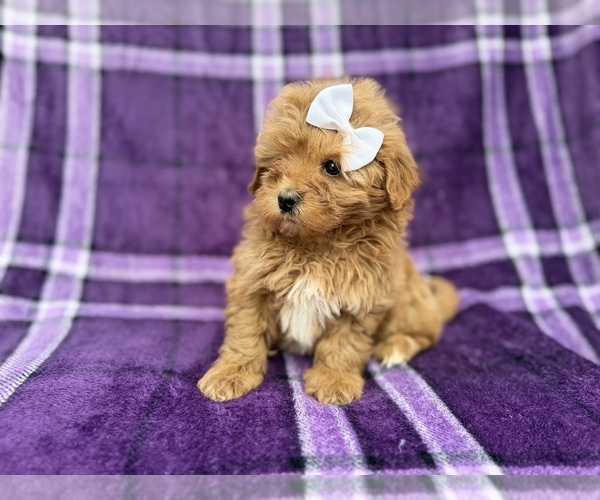 Medium Photo #3 Shih-Poo Puppy For Sale in LAKELAND, FL, USA
