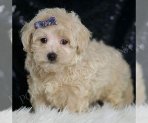 Maltipoo Puppy for sale in WARSAW, IN, USA