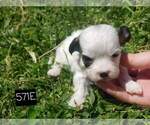 Small Photo #10 Shih Tzu Puppy For Sale in MOUNTAIN GROVE, MO, USA