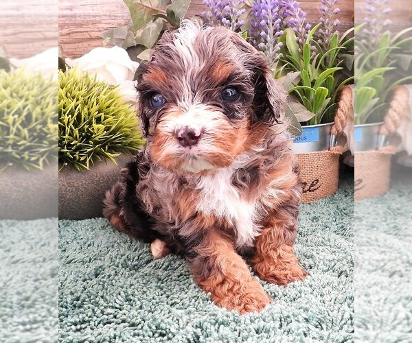 Medium Photo #3 Cavapoo Puppy For Sale in CARLISLE, KY, USA