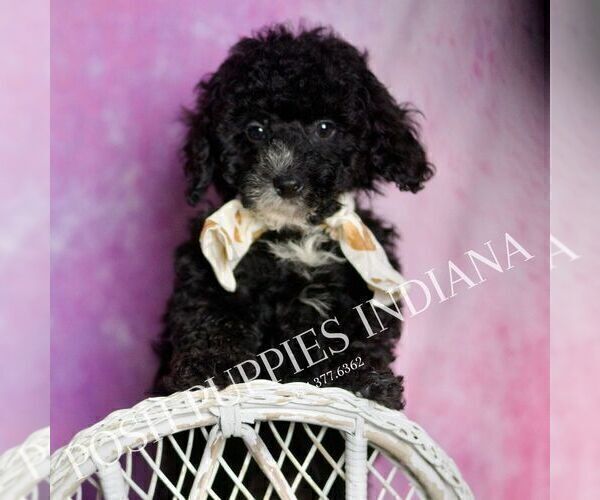 Medium Photo #3 Poodle (Miniature) Puppy For Sale in WARSAW, IN, USA