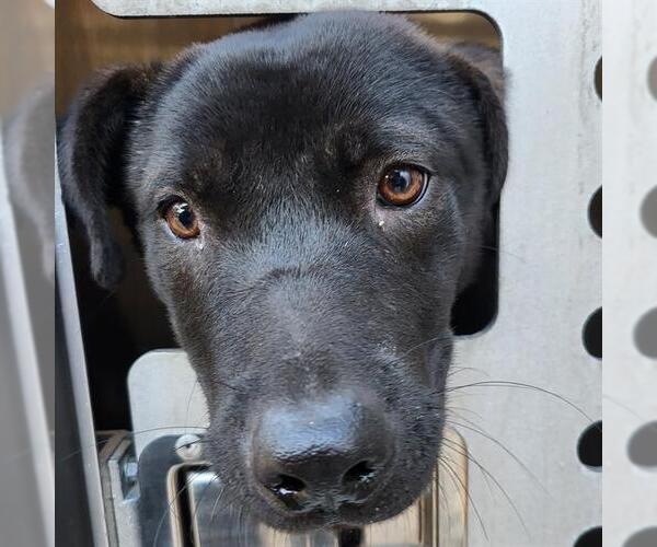 Medium Photo #1 Labrador Retriever-Unknown Mix Puppy For Sale in San Antonio, TX, USA