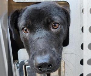Labrador Retriever-Unknown Mix Dogs for adoption in San Antonio, TX, USA