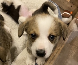 Pembroke Welsh Corgi Puppy for sale in BRANDON, FL, USA