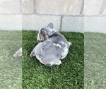 Small #10 French Bulldog