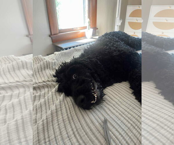 Medium Photo #5 Goldendoodle Puppy For Sale in St. Louis Park, MN, USA