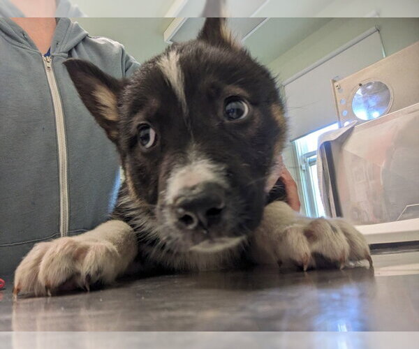 Medium Photo #1 Gerberian Shepsky Puppy For Sale in Santa Cruz, CA, USA