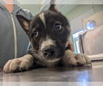 Small Gerberian Shepsky