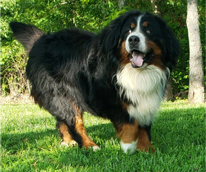 Father of the Bernese Mountain Dog puppies born on 03/06/2026