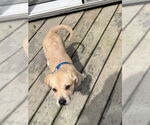 Small #5 Lab-Pointer