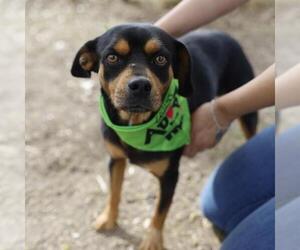 Mutt Dogs for adoption in San Antonio, TX, USA
