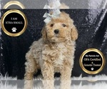 Small #6 Goldendoodle (Miniature)