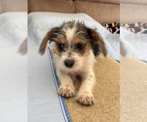 Parson Russell Terrier-Unknown Mix Dogs for adoption in Phoenix, AZ, USA