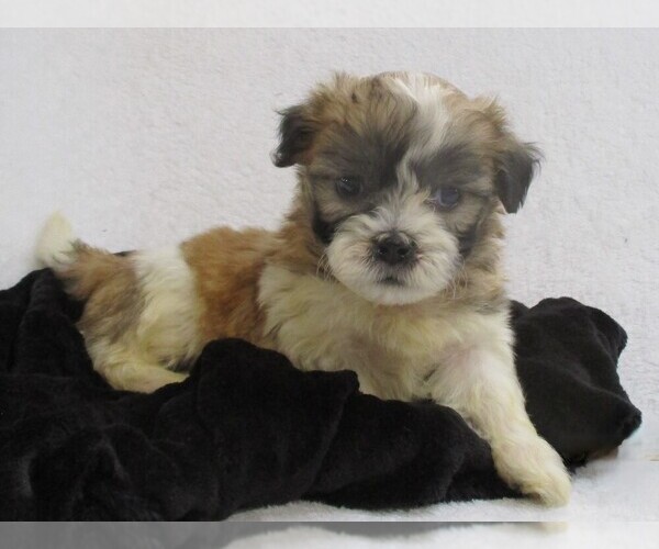 Medium Photo #3 Zuchon Puppy For Sale in THORP, WI, USA