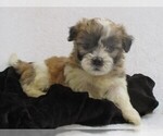 Small #2 Zuchon