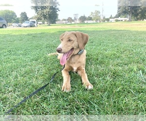 Labradoodle Puppy for sale in FAIR OAKS, CA, USA