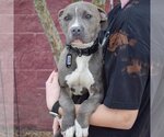 Small Photo #3 American Staffordshire Terrier-Boxer Mix Puppy For Sale in Huntley, IL, USA