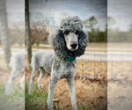 Small #2 Poodle (Standard)