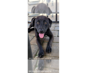 Labrador Retriever-Unknown Mix Dogs for adoption in St. Augustine, FL, USA