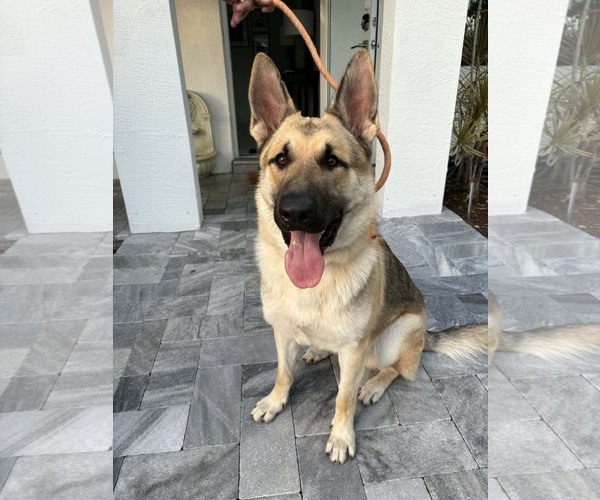 Medium Photo #2 German Shepherd Dog Puppy For Sale in Plantation, FL, USA