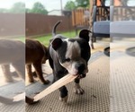 Small #4 American Pit Bull Terrier