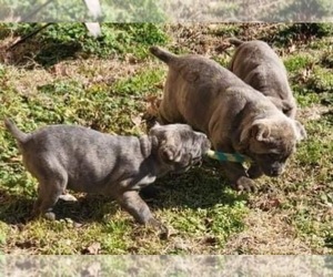 Cane Corso Puppy for sale in HURLOCK, MD, USA