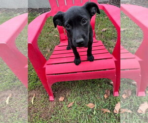 Labrador Retriever-Unknown Mix Dogs for adoption in Hillsboro, MO, USA