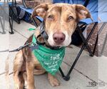 Small Catahoula Leopard Dog-Labrador Retriever Mix
