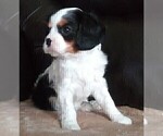 Small Photo #213 Cavalier King Charles Spaniel Puppy For Sale in HOWLAND, OH, USA