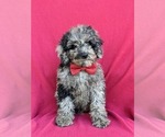 Small Photo #1 Cock-A-Poo Puppy For Sale in LINCOLN UNIV, PA, USA